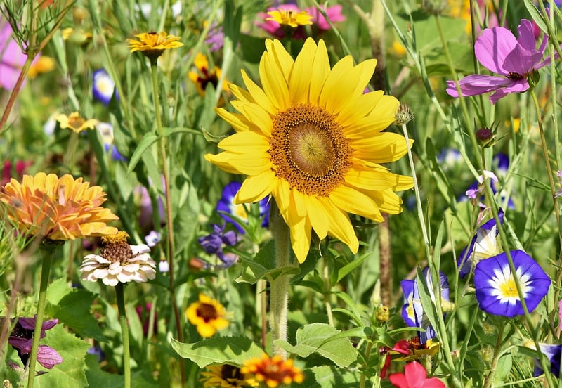 Garden Maintenance