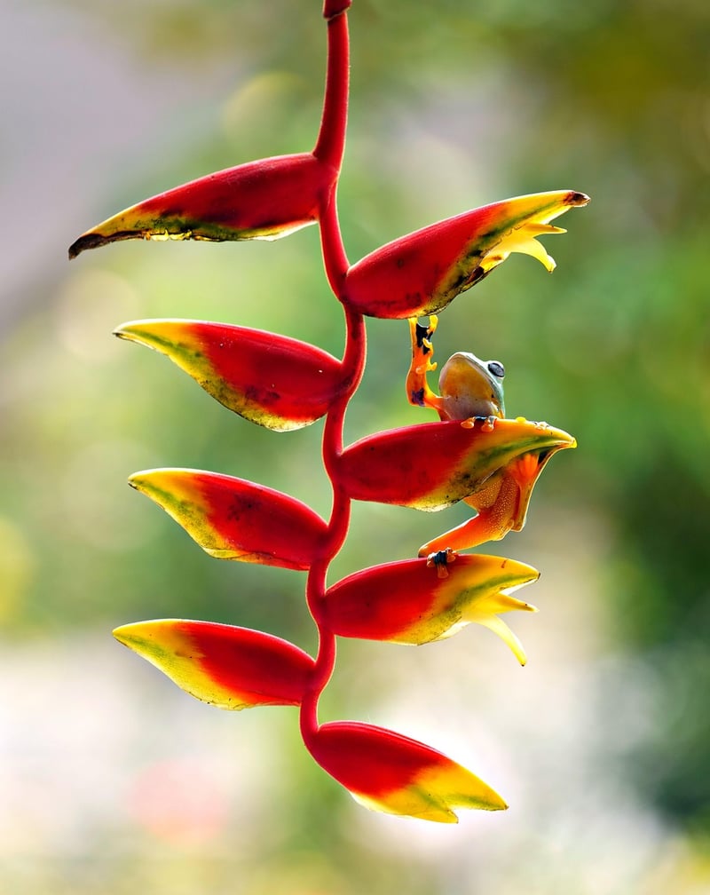 Hanging Basket Flowers